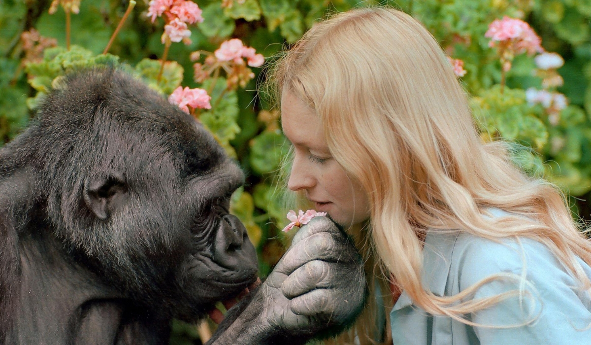 Koko: The Gorilla Who Spoke With Her Hands 